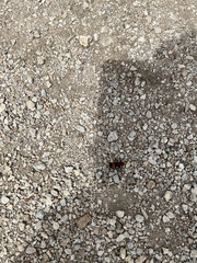 Dasymutilla occidentalis