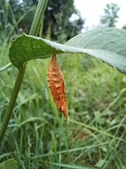 Nymphalini