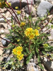 Ivesia gordonii