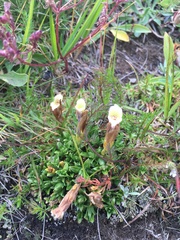 Gentiana dshimilensis