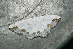 Scopula ornata