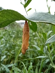 Nymphalini
