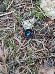 Anoplotrupes stercorosus