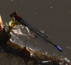 Pseudagrion massaicum