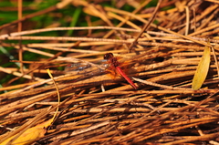 Sympetrum flaveolum