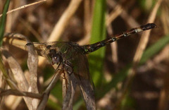 Paragomphus genei