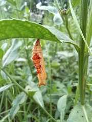 Nymphalini