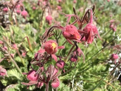 Geum triflorum