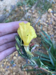 Oenothera stricta