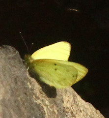 Dixeia charina