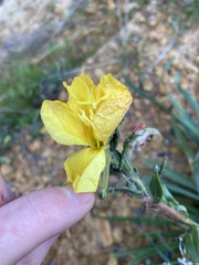 Oenothera stricta