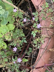 Geranium robertianum