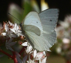 Dixeia charina
