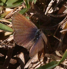 Zizeeria knysna