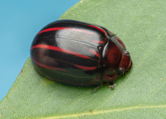 Paropsisterna semivittata