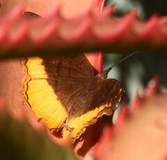 Eurytela dryope