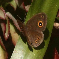 Brakefieldia perspicua