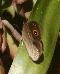 Brakefieldia perspicua