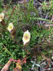Gentiana dshimilensis