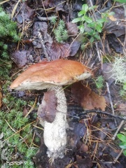 Leccinum versipelle