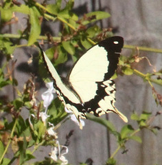 Papilio dardanus