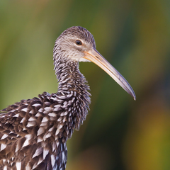 Aramus guarauna