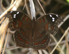 Junonia natalica