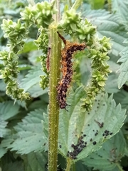 Nymphalini