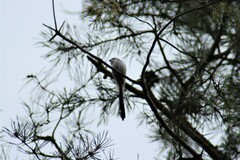 Aegithalos caudatus