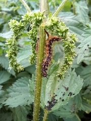 Nymphalini
