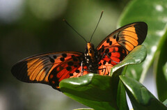 Pseudacraea boisduvalii