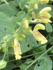 Salvia glutinosa