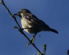 Chalcomitra amethystina