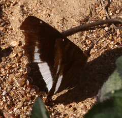 Eurytela hiarbas