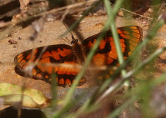 Byblia anvatara