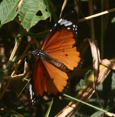 Danaus chrysippus orientis