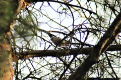 Aegithalos caudatus
