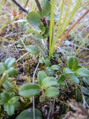 Pedicularis lapponica