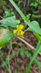 Goodenia ovata