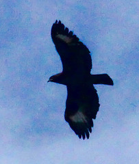 Lophaetus occipitalis