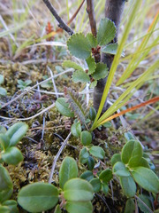 Pedicularis lapponica