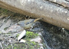 Sericornis frontalis