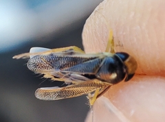 Corixini