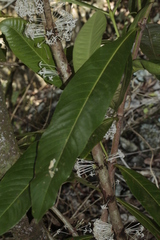 Ixora cauliflora