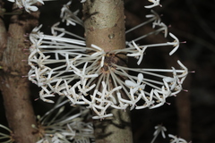 Ixora cauliflora