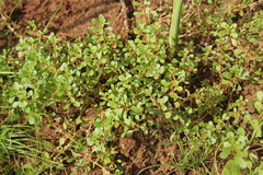Lythrum portula