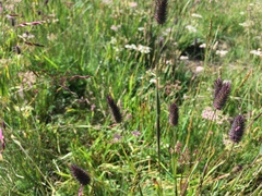 Phleum alpinum