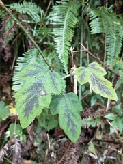 Rubus formosensis