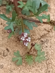 Trachymene cyanopetala