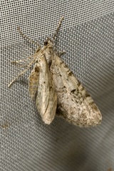 Eupithecia pauxillaria